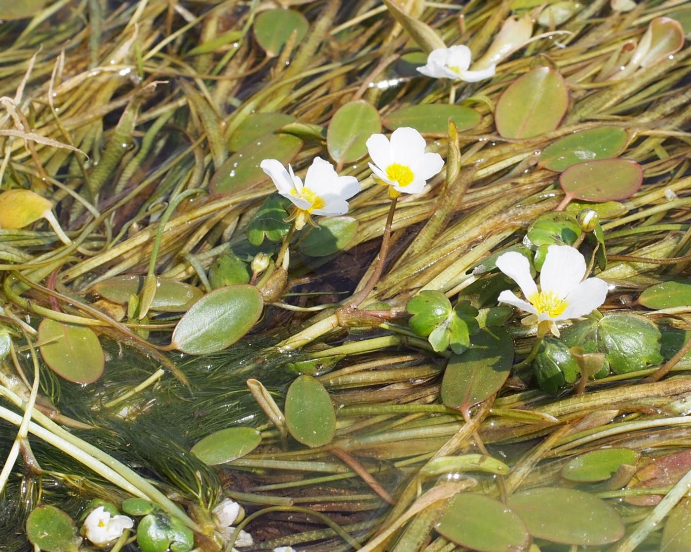 Crowfoot, Water flower